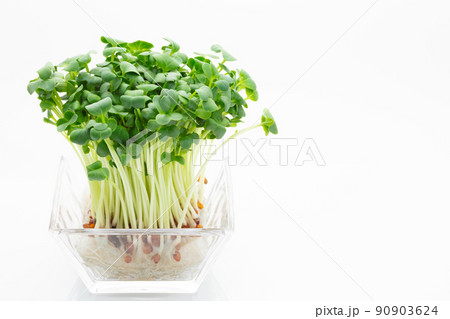 カイワレ大根 90903624