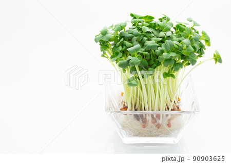 カイワレ大根 カイワレ大根 90903625