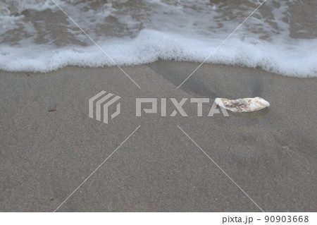 海と貝殻　宮城県七ヶ浜　菖蒲田浜 90903668