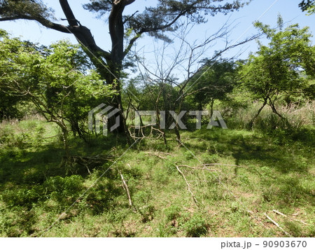 櫟山(くぬぎやま)山頂・表丹沢県民の森(神奈川県秦野市) 櫟山(くぬぎやま)山頂・表丹沢県民の森(神奈川県秦野市) 90903670