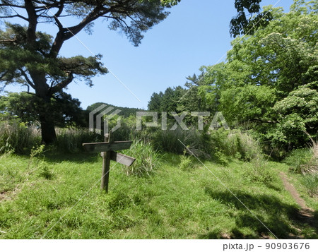 櫟山(くぬぎやま)山頂・表丹沢県民の森(神奈川県秦野市) 櫟山(くぬぎやま)山頂・表丹沢県民の森(神奈川県秦野市) 90903676