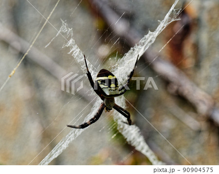 チュウガタコガネグモ♀の円網と隠れ帯 90904575