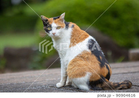 公園の三毛猫 90904616