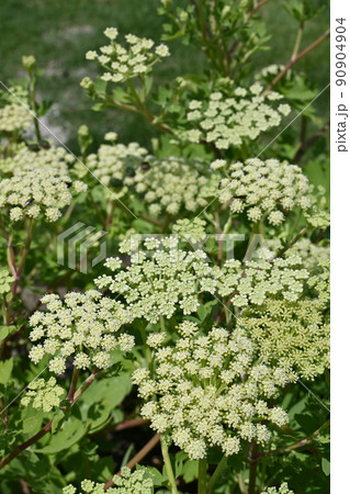 ボタンボウフウ(セリ科)の多年草 ボタンボウフウ(セリ科)の多年草 90904904