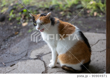 公園の三毛猫 90904971