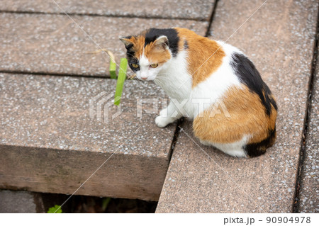 公園の三毛猫 公園の三毛猫 90904978