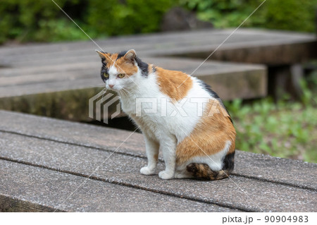 公園の三毛猫 90904983
