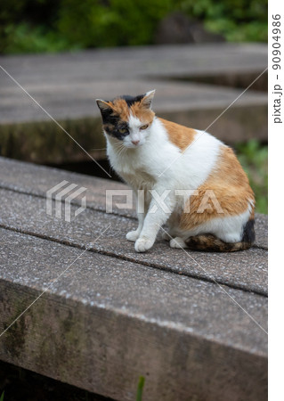 公園の三毛猫 90904986