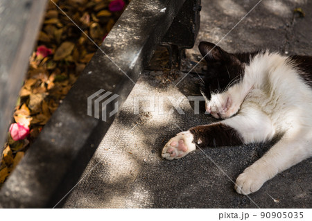 ギリシャ　ロードス島のロードスの道端で寝ている猫 90905035