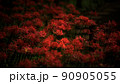彼岸花 90905055