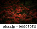 彼岸花 90905058