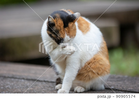 顔を洗う三毛猫 顔を洗う三毛猫 90905574