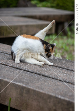 まったり毛づくろいの三毛猫 90905578