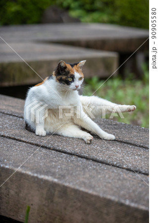 まったりしている三毛猫 90905580