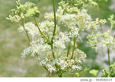 セイヨウナツユキソウ（バラ科・多年草） 90906014