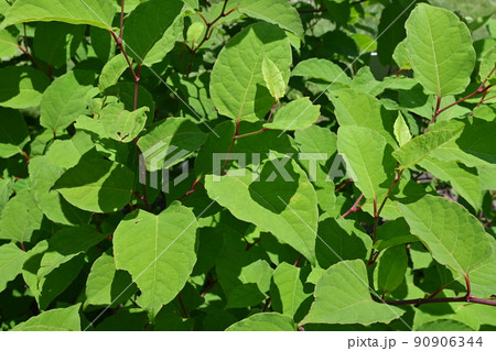 イタドリの新緑(タデ科)の多年草 イタドリの新緑(タデ科)の多年草 90906344