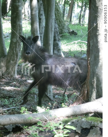 ニホンカモシカ・櫟山（くぬぎやま）～展望台の道中にて（表丹沢県民の森・神奈川県秦野市） 90906353