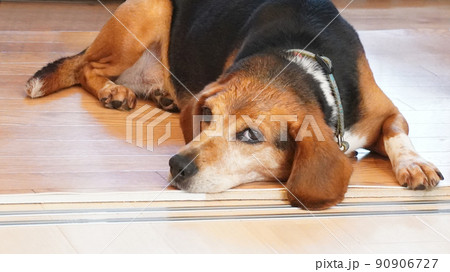 犬　濡れた犬　疲れた犬　暑い　病気　ぐったり 90906727