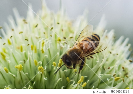 葱坊主と蜜蜂　八 90906812