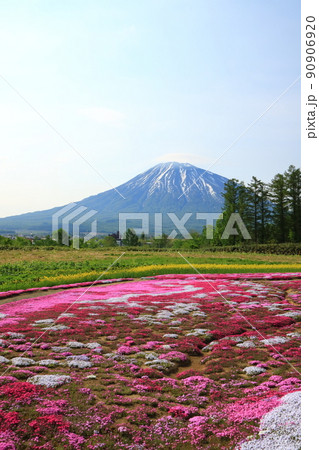 北海道 倶知安町の芝桜と羊蹄山 北海道 倶知安町の芝桜と羊蹄山 90906920