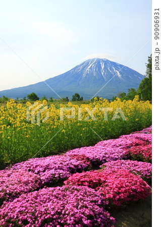 北海道 倶知安町の芝桜と羊蹄山 北海道 倶知安町の芝桜と羊蹄山 90906931