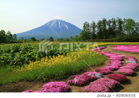 北海道 倶知安町の芝桜と羊蹄山 北海道 倶知安町の芝桜と羊蹄山 90906938