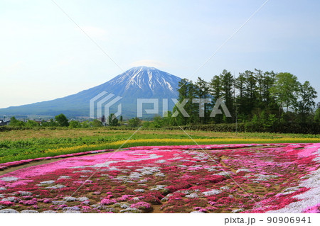 北海道 倶知安町の芝桜と羊蹄山 北海道 倶知安町の芝桜と羊蹄山 90906941