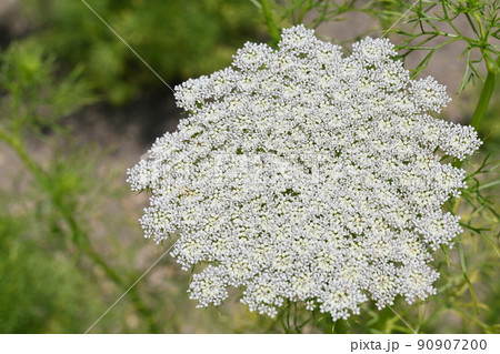 アンミ(セリ科)のニ年草 アンミ(セリ科)のニ年草 90907200