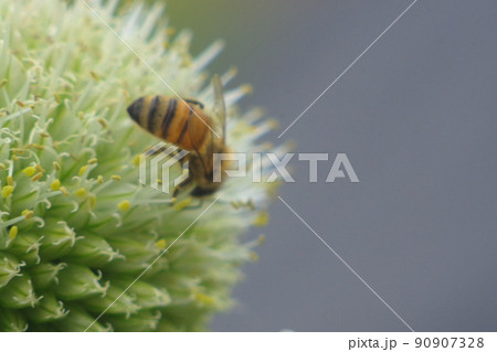 葱坊主と蜜蜂　十八 90907328