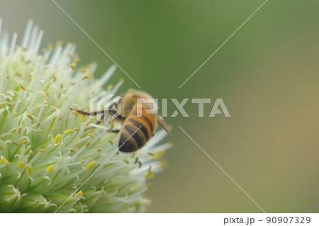 葱坊主と蜜蜂　十九 90907329