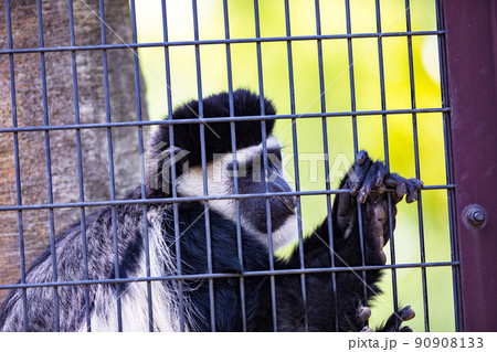 神奈川県横浜市立　よこはま動物園ズーラシア　アビニシアコロブス 90908133