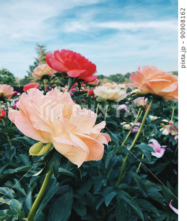 Beautiful coral peony flowers in bloom in the garden. 90908162