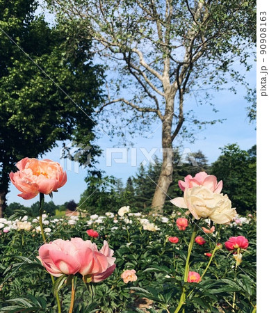 Beautiful peony flowers in bloom in the garden. 90908163