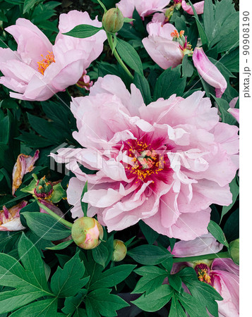 Beautiful peony flower in full bloom in the garden. Beautiful peony flower in full bloom in the garden. 90908190