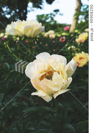 Beautiful pastel yellow peony flowers in full bloom in the garden. Beautiful pastel yellow peony flowers in full bloom in the garden. 90908200