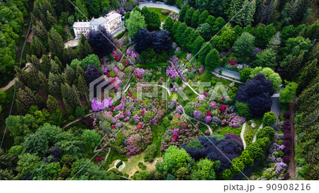 Aerial view of colorful blooming rhododendron shrubs among the trees. 90908216