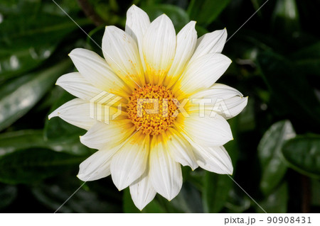 一輪の花 一輪の花 90908431