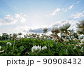 野草　クローバー 90908432