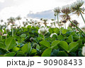 野草　クローバー 90908433