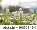 野草　クローバー 90908434