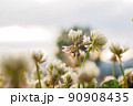 野草　クローバー 90908435
