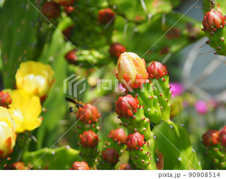 ウチワサボテンのもうすぐ咲きそうなツボミ 90908514