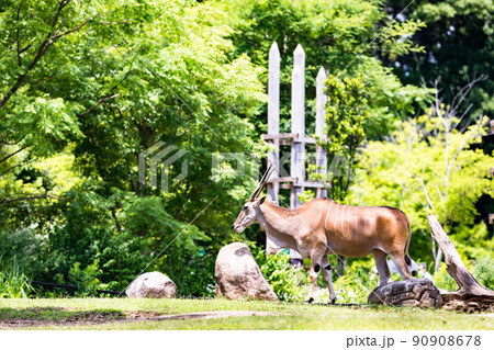 神奈川県横浜市立　よこはま動物園ズーラシア　エランド 90908678