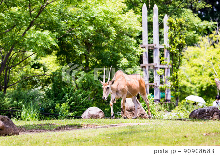 神奈川県横浜市立 よこはま動物園ズーラシア エランド 神奈川県横浜市立 よこはま動物園ズーラシア エランド 90908683