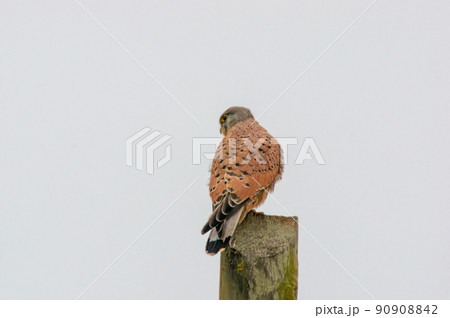 a male kestrel sits on a lookout and looks for prey 90908842