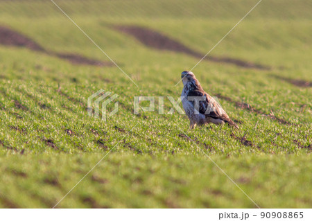 a Buzzard sits on a green field in spring 90908865