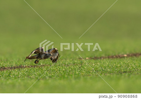 a buzzard flies over a green field 90908868
