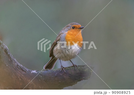 a robin sits on a branch a robin sits on a branch 90908925
