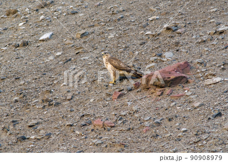 a buzzard sits on a mountain and looks for prey 90908979
