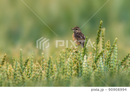 a female stonechat sits on a wheat ear and looks for food a female stonechat sits on a wheat ear and looks for food 90908994